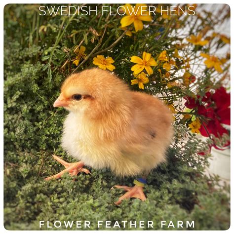 swedish flower hens aka skånsk blommehöna chicks available at flower feather farm — flower