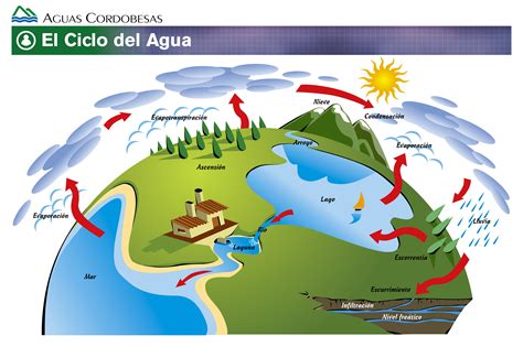 Imagen Relacionada Ciclo Del Agua Ciclo Hidrologico Hojas De