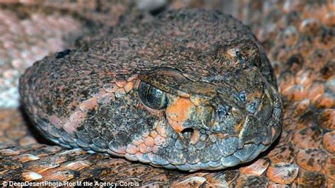 The phrase snake in the grass is an idiom that describes someone as being sneaky, deceptive, treacherous, and harmful. Related Keywords & Suggestions for Snakes Prey