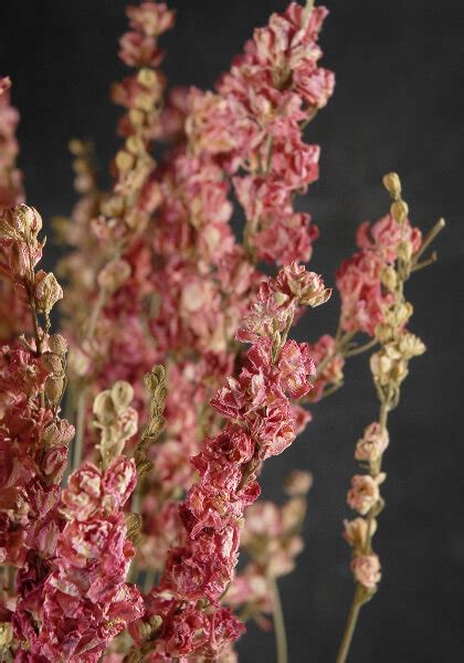 Urbanstems to see biggest revenue week in company's history ahead of mother's day: Pink Dried Larkspur Flowers 15 Stems