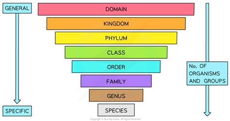 CIE A Level Biology复习笔记18 1 3 Eukarya 翰林国际教育