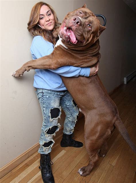meet hulk the 173 pound pitbull taking the world by storm with his massive size and growing