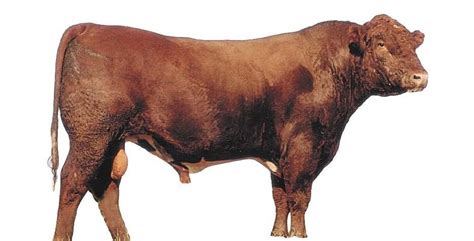 Beef Cattle Discovery Breeds Shorthorn Animal And Food Sciences