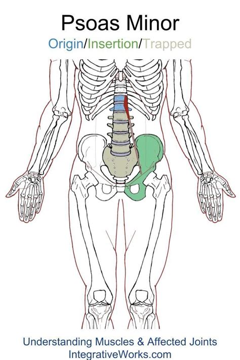 Pin On Groin Trigger Point Pain