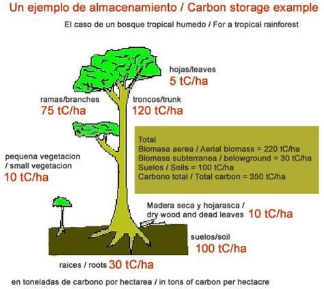 Tropical Rainforest Trees Carbon Sequestration