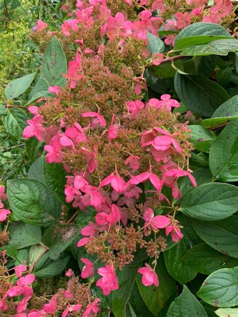 Hail mary (4.63) mary's transformation begins. Hydrangea 'Pink Diamond' | Pink diamond, Flowers, Hydrangea