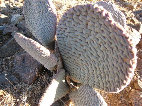 This should give beginners a good start. This cactus shoots needles | Flickr - Photo Sharing!