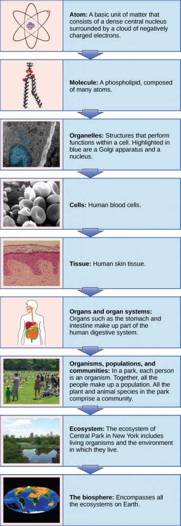 Chapter 2 Organization Of Life Human Biology