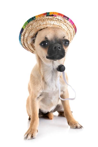 Best Chihuahua Dog Wearing Mexican Sombrero Hat Stock Photos Pictures