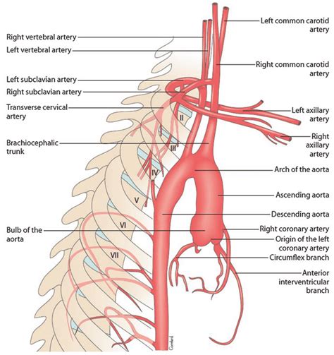 8 Thorax Overview Of Aorta Ramifications →from Moore A Anterior