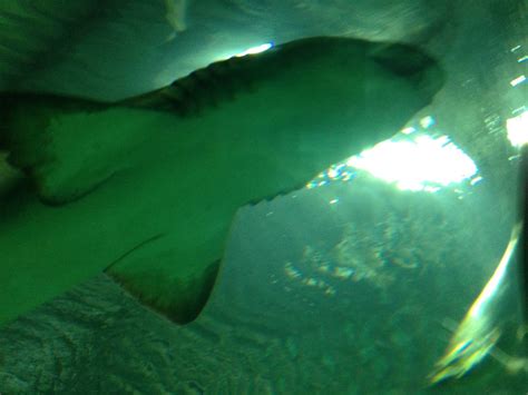 Sand Tiger Shark At Blue Planet Aquarium 05102013 Zoochat