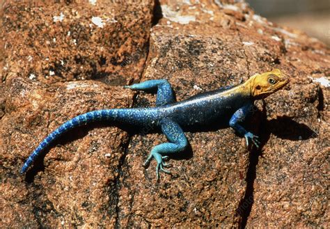 Agama Lizard Stock Image Z7670008 Science Photo Library