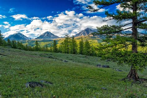 The changing world of Mongolia's boreal forests - Politik ...