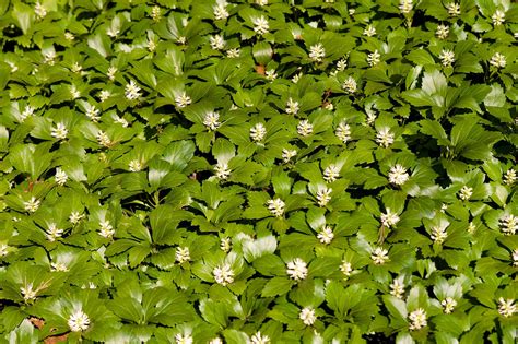 Green Carpet — Jw Pachysandra The Nations Largest Rare Pachysandra