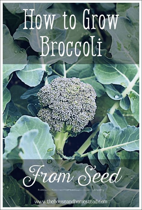 How To Grow Broccoli From Seed The House And Homestead
