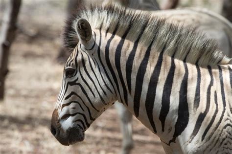 South Africa revives 'extinct' zebra subspecies - The Archaeology News