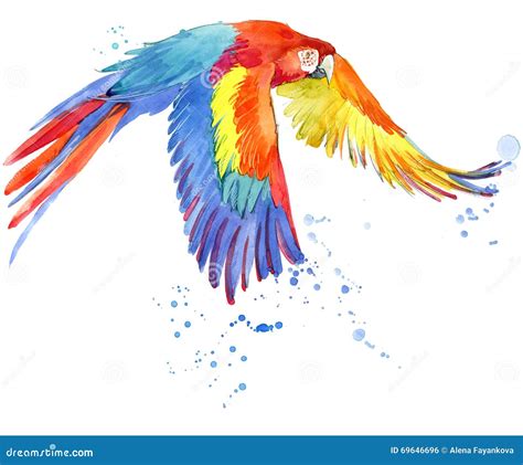 Parrot Watercolor Parrot Illustration Tropical Bird Watercolor Stock