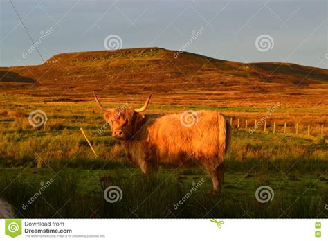 Highland Cattle Stock Photo Image Of Mountain Highland