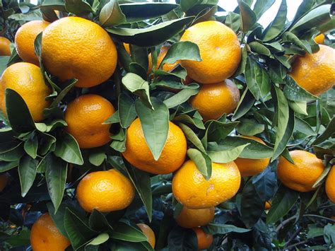 All other mandarin types (common mandarin, clementines, tangerines, tangors, tangelos and their hybrids) were grouped under reticulata. Citrus unshiu - Viquipèdia, l'enciclopèdia lliure