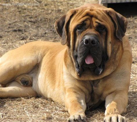 She is blind in her right eye, had a cherry in her left & a hematoma in her right ear both of which have been treated. English Mastiff puppies QUALITY FOR SALE ADOPTION from ...