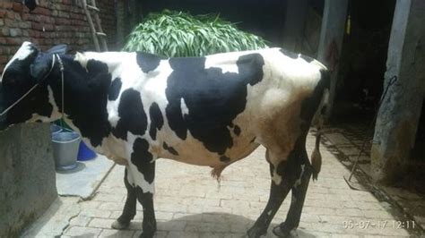 Hf Cow Bull Ndri Hf Cow Bull Ndri Supplier Trading Company Karnal