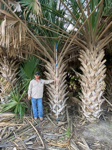 Texas Sabal Palm A Landscape Superstar Simmons Tree Farms