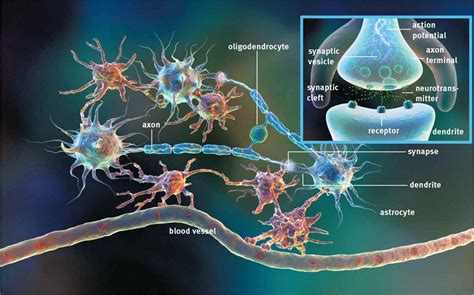 Transmission Of Neural Impulses The Nervous System Mcat Biology Review