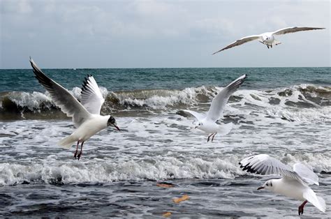 Free Images Sea Ocean Bird Wing Pelican Seabird Flight Fauna