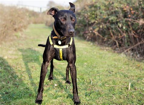 Adopt A Dog Harley Lurcher Dogs Trust Dog Adoption Dogs Dogs Trust