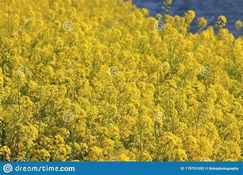 Yellow Flowers Of The Canola Rapeseed Plant Stock Photo Image Of Farm