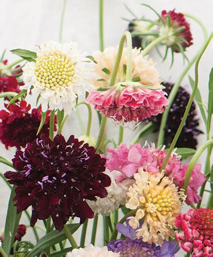 Scabiosa Pincushion Flower Information On Growing From Seed