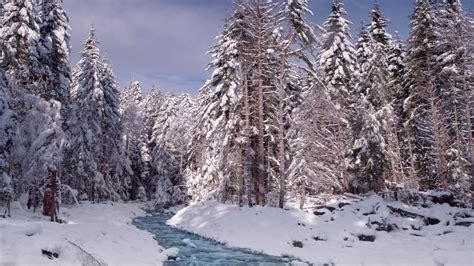 Rainier Creek In Winter Mount Rainier National Park