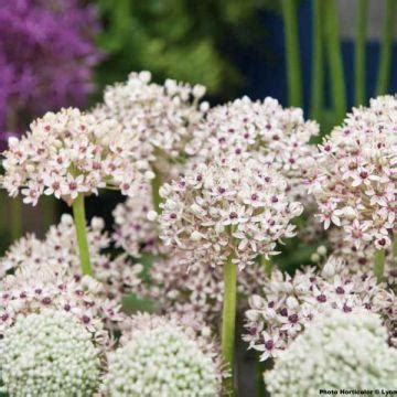 Allium Gladiator Ail D Ornement Aux Ombelles De Fleurs Violet Lilas