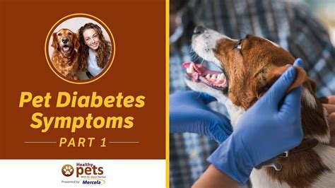 Pet Diabetes Symptoms Part 1 Of 2 Youtube