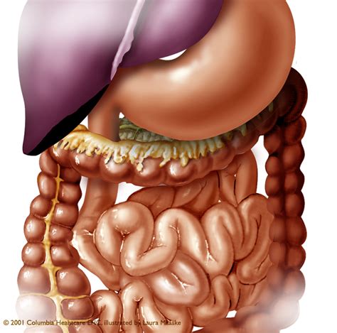 Rib cage lungs heart liver stomach iinternal organs icons symbols retro cartoon design vector illustration. veins of the abdomen Archives - Medical Illustrations ...