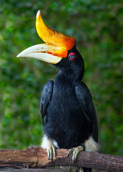 17 Of The Weirdest Birds In The World Photos Facts Videos