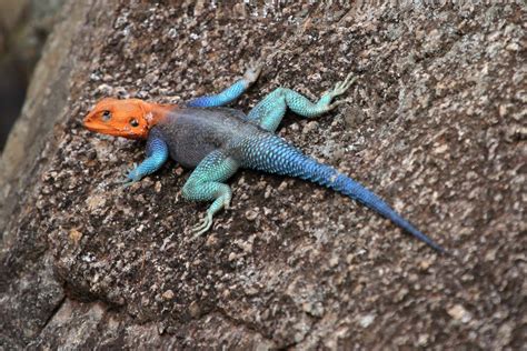 Red Headed Agama Panorama Safari Camp