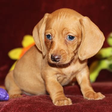 Find a dachshund on gumtree, the #1 site for dogs & puppies for sale classifieds ads in the uk. Oregon Dachshund Puppy Gallery - Big Bad Doxies
