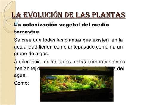 La Evolución De Las Plantas 2012