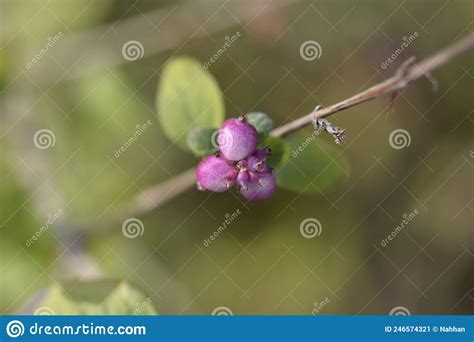 Coralberry Stock Image Image Of Green Nature Buckbrush 246574321