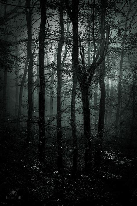 Dark Gothic Forrest Fog Losheim Dark Photography Dark Forest