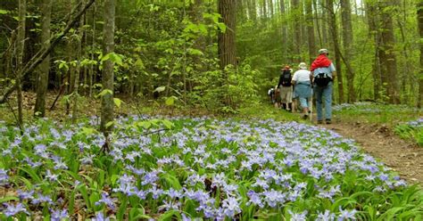 Spring Wildflower Pilgrimage In Great Smoky Mountains National Park