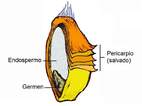 Anatomía Del Grano De Trigo Figure 1 Wheat Grain Anatomy Download