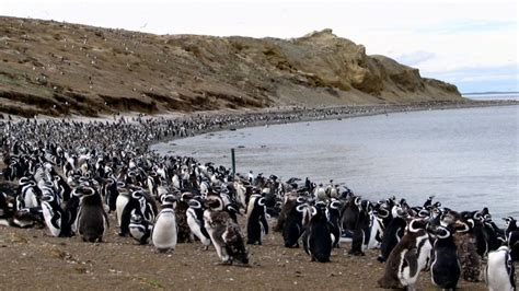 Pinguineras Isla Magdalena Punta Arenas Chile