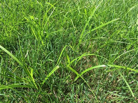 9 Reasons You Cant Kill Lawn Weeds Pro Lawn Care Tips For Eau Claire