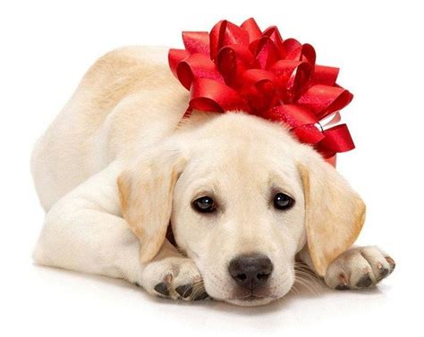 Work again and again to. Should you buy a puppy as a gift? - nj.com