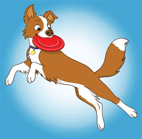 Border Collie Frisbee Illustrations Royalty Free Vector Graphics