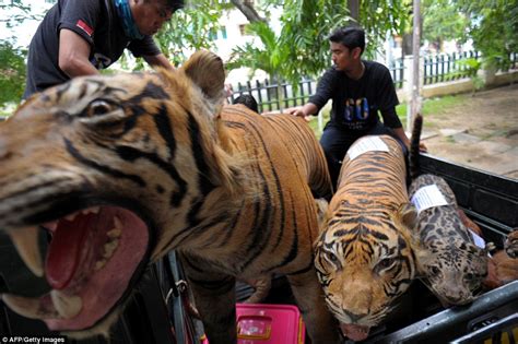 31,383 free images of wild animals. Indonesian set Sumatran tigers, elephant tusks and endangered animal skins on fire | Daily Mail ...