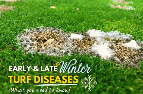 Early And Late Winter Turf Diseases Experigreen