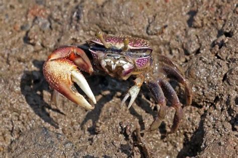 Fiddler Crab Care Habitat Food Tank Mates Setup